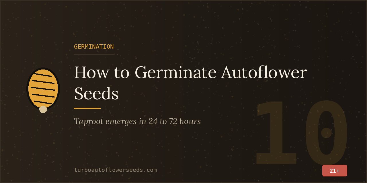 Germination title card stating that a taproot emerges within 24 to 72 hours