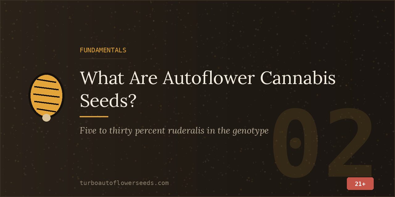 Fundamentals title card noting that modern autoflowers carry five to thirty percent ruderalis in the genotype