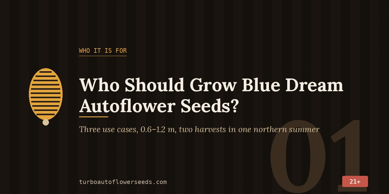 Title card for Blue Dream autoflower seeds: three use cases, 0.6 to 1.2 m, two harvests in one northern summer