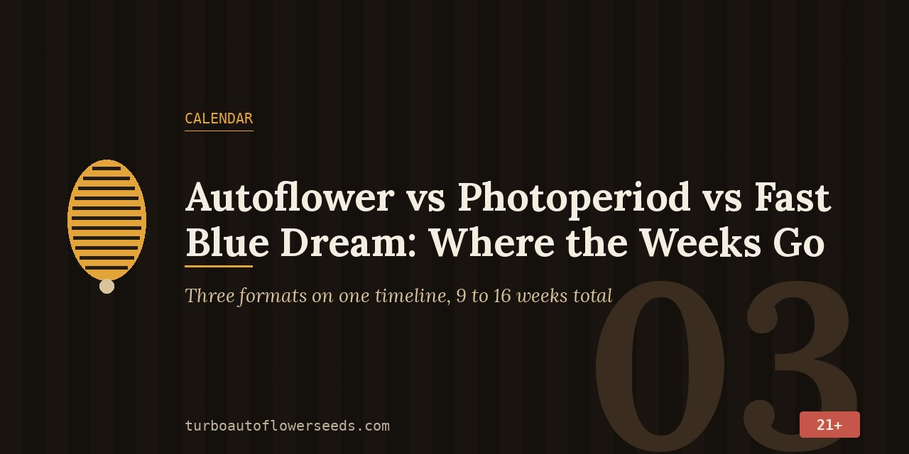 Calendar title card laying autoflower, fast and feminized Blue Dream on one timeline, 9 to 16 weeks