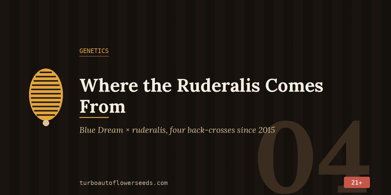 Genetics title card for Blue Dream Auto: Blue Dream crossed with ruderalis, four back-crosses since 2015