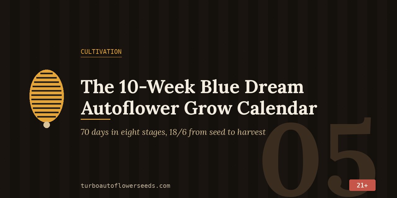 Cultivation title card for Blue Dream Auto: a 70-day calendar in eight stages, 18/6 from seed to harvest