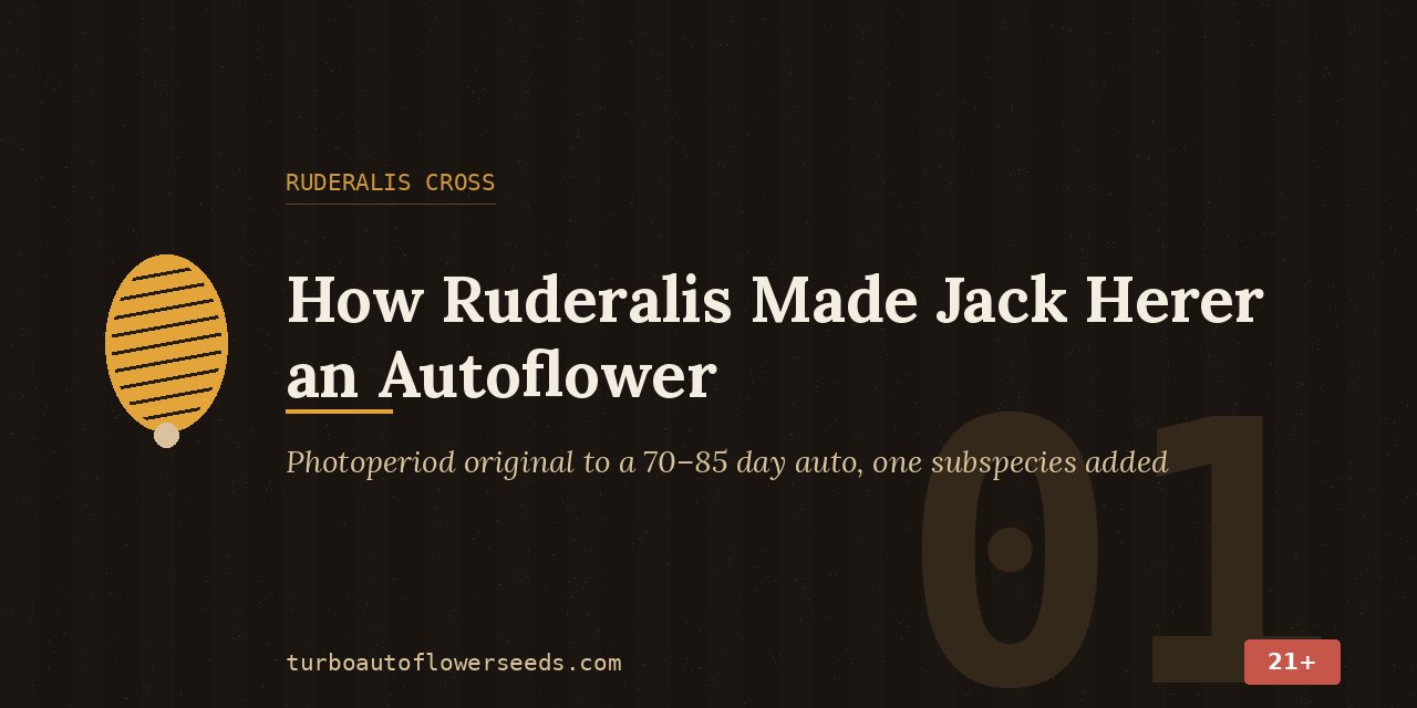 Title card for Jack Herer autoflower seeds: how one added subspecies turned the photoperiod original into a 70 to 85 day auto