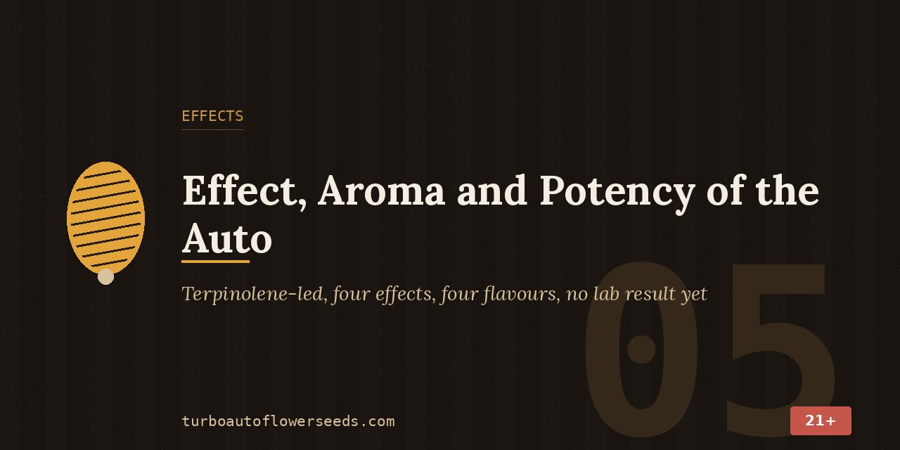 Effects title card for the Jack Herer auto: terpinolene-led profile, four effects, four flavours and no lab result yet