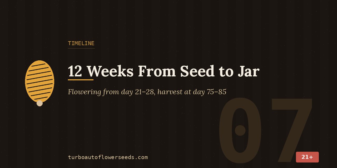 Timeline title card for the Jack Herer auto: flowering from day 21 to 28 and harvest at day 75 to 85