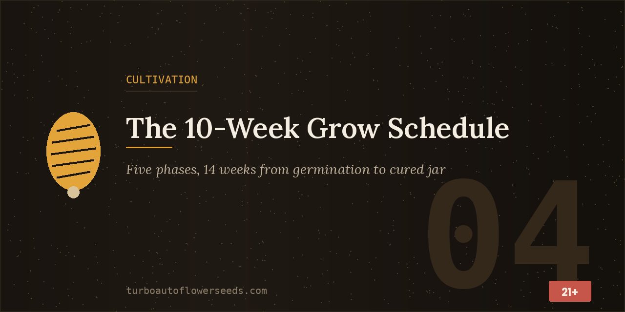 Cultivation title card laying out five phases from germination to cure over fourteen weeks